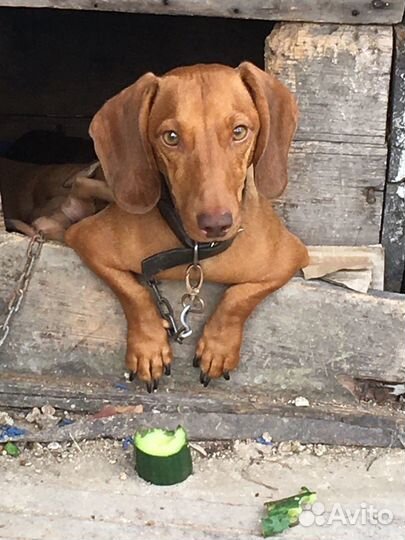 Щенки таксы