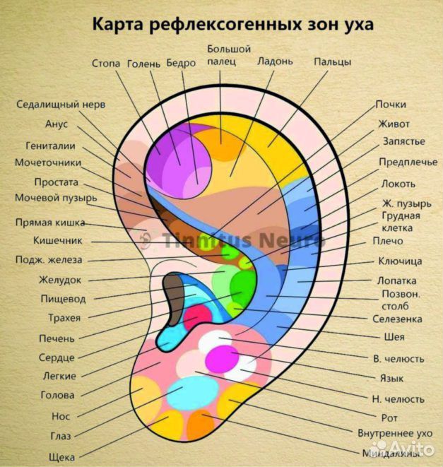 Раком + Бабушки