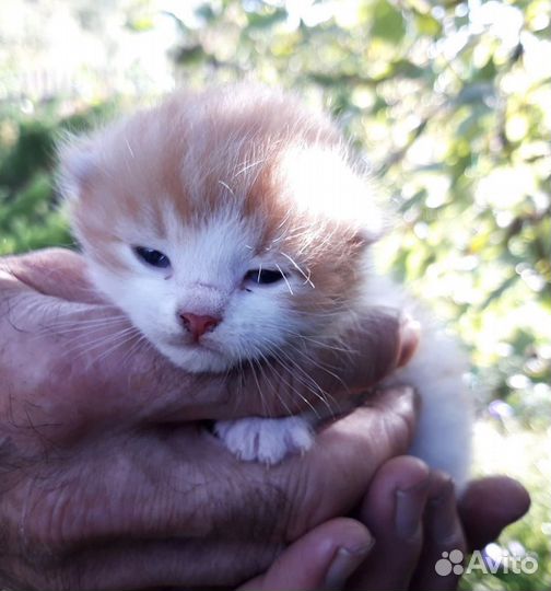 Малышка Пуговка ищет дом