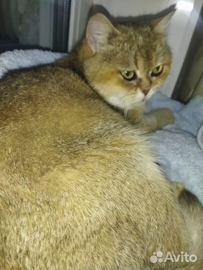 Золотистая шиншилла