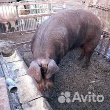 Услуги хряка дюрок чистый