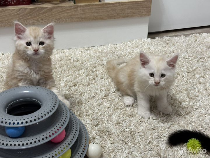 Котята мейн-кун