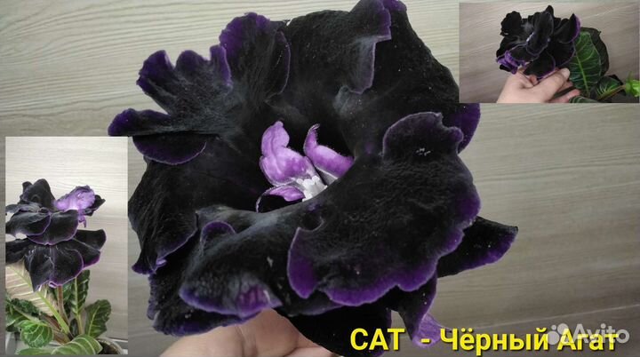 Глоксинии сортовые