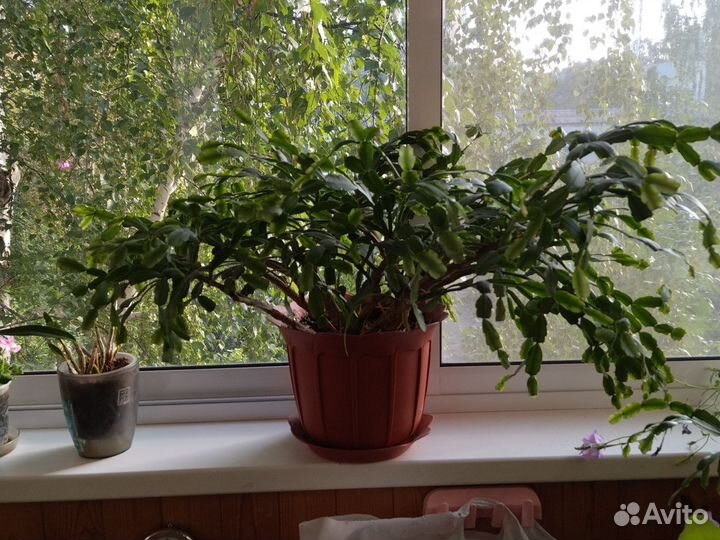 Цветок декабрист