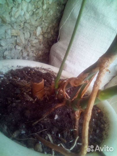 Монстера. 75 см