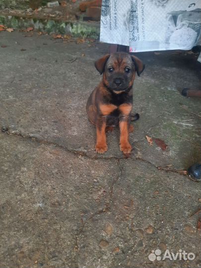 Щенки шарпей