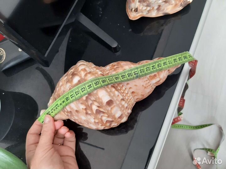 Морская раковина