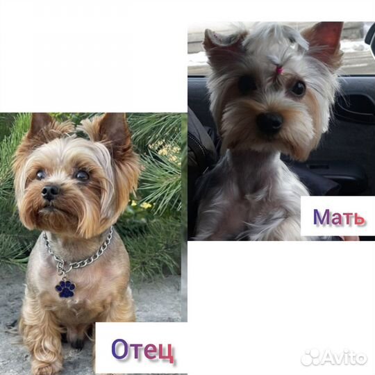 Йоркширский терьер щенки