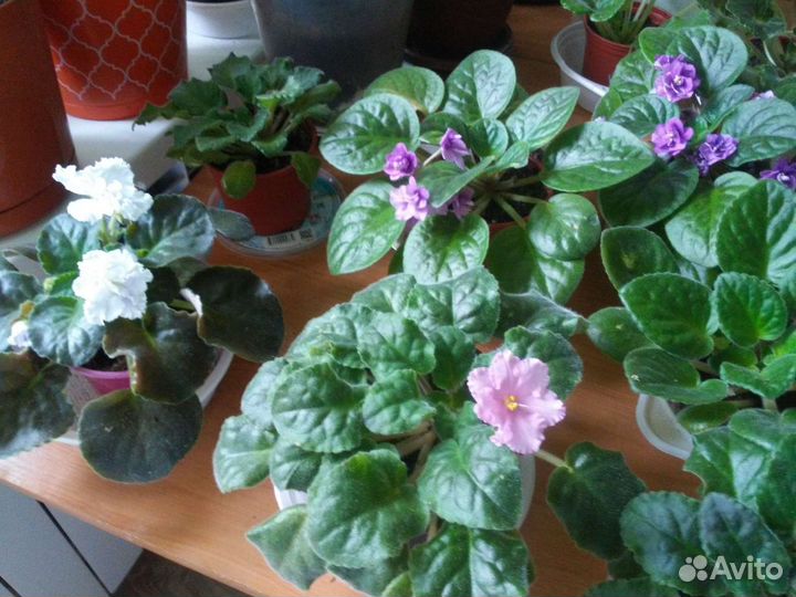 Фиалка в горшках