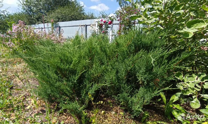 Можжевельник