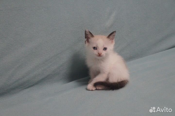 Котята в добрые руки, бесплатно