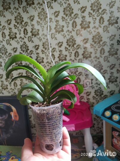 Орхидея Jia Ho Sammer Love