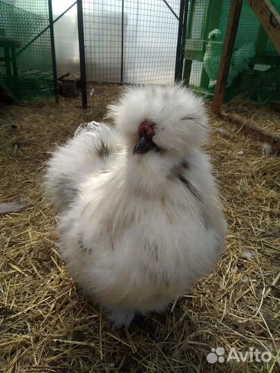 Китайские шелковые,павловские