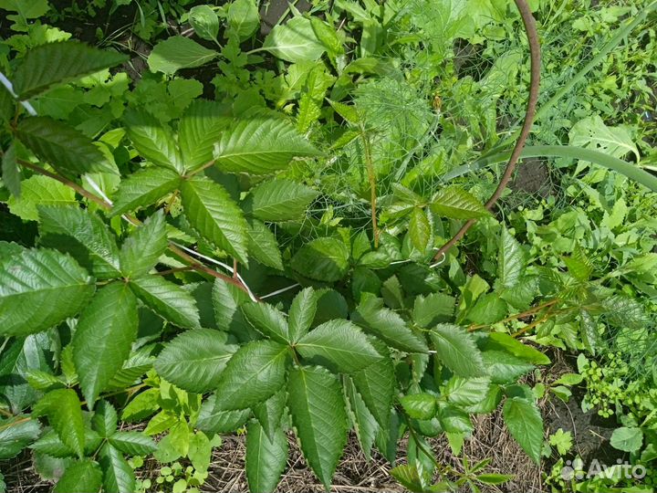 Саженцы ежевики без шипной