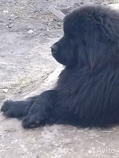 Ньюфаундленд