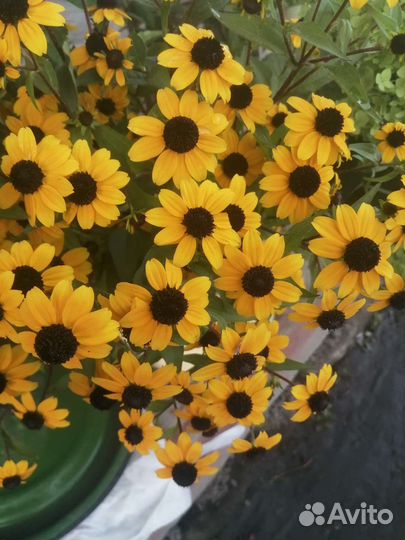 Пионы, рудбекия и другие многолетники