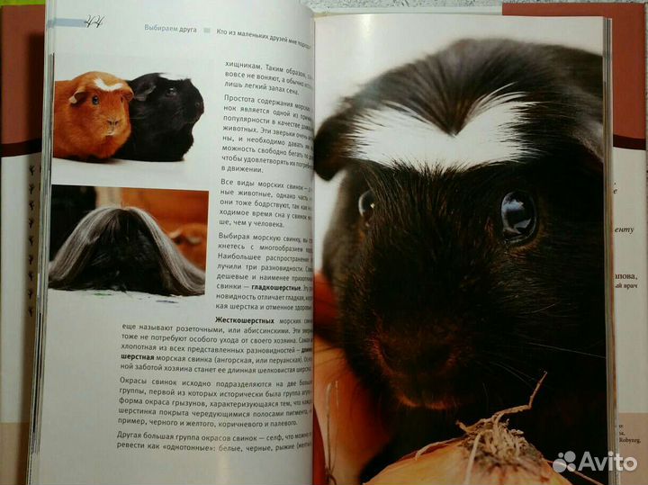 Онищенко, Шестопалов: Кролики, хомяки, шиншиллы и