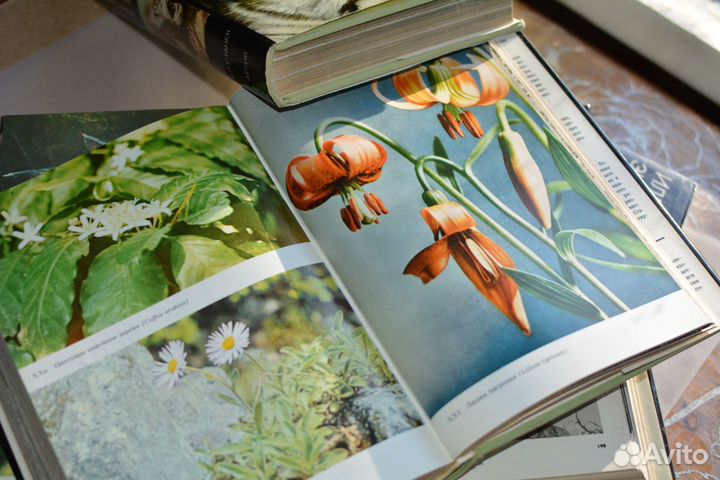 Книги иллюстрированная энциклопедия