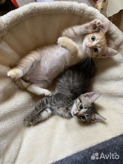 Сибирские котята