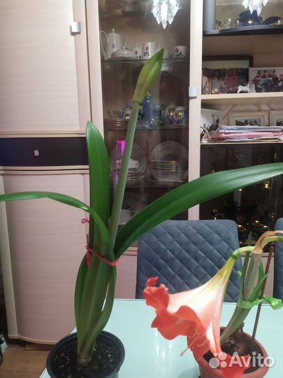 Гиппеаструм амариллис