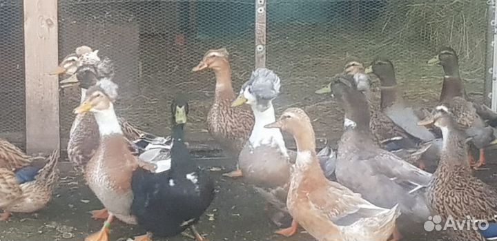 Утки и гуси, петухи на племя