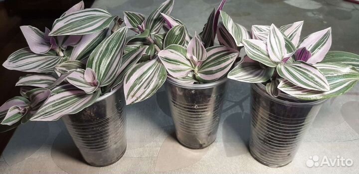 Традесканции