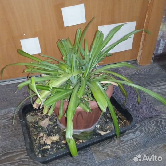 Кактус молочай, хлорофитум, бальзамин