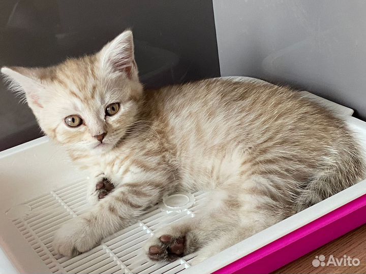 Шотландские котята