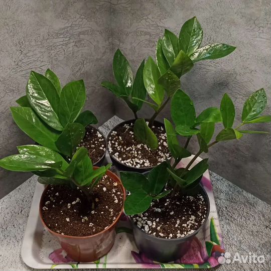 Замиокулькас