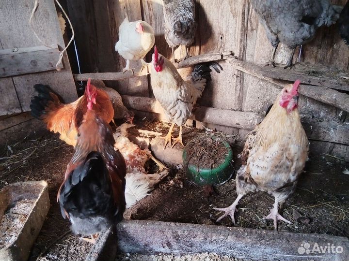 Молодые петушки