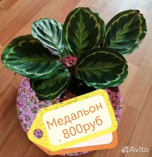 Калатея, маранта