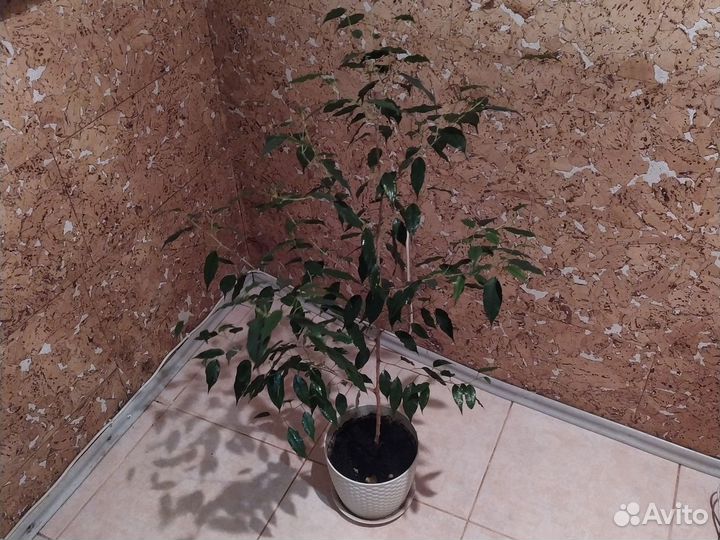 Фикус Бенджамина