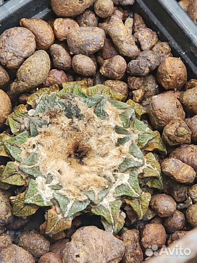 Семена Ариокарпус Ariocarpus kotschoubeyanus