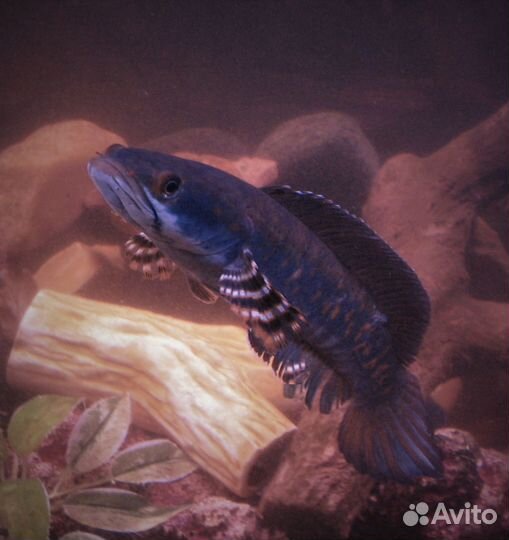 Аквариумная рыба Змееголов Пульхера 21-23см