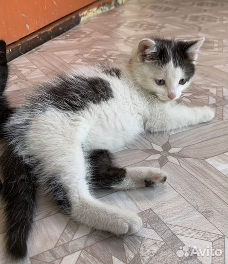 Котята в добрые руки, три девочки