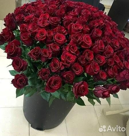 Розы 101 шт выращиваю на своём участке