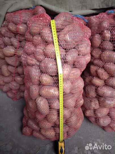 Картофель привезу 9.10.23г