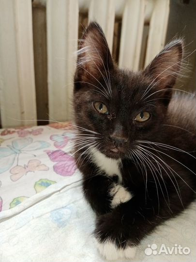 Котенок ищет добрых хозяев