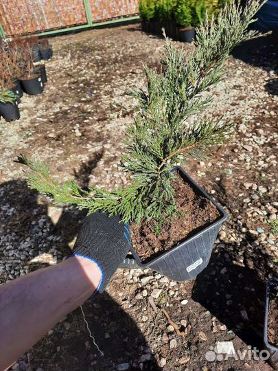 Можжевельник казацкий Рокери Джем