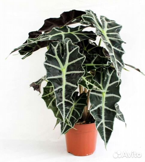 Алоказия Полли / Alocasia Polly