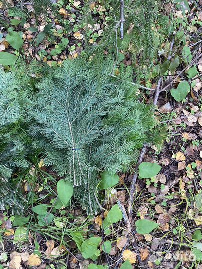 Пихтовые веники для спа и бани