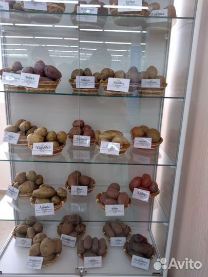 Элитный семенной картофель Коломба, Королева Анна