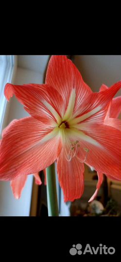 Гиппеаструм амариллис