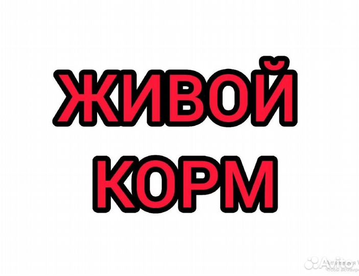 Мраморные тараканы