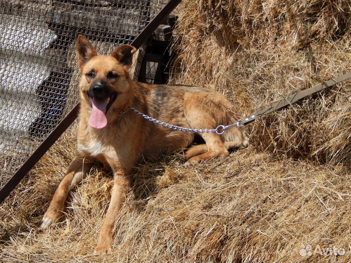 Гретта средняя собачка