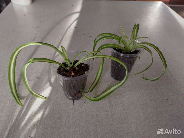 Хлорофитум