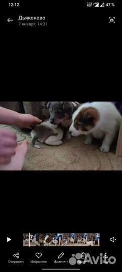 Щенки в дар, ответственным хозяевам