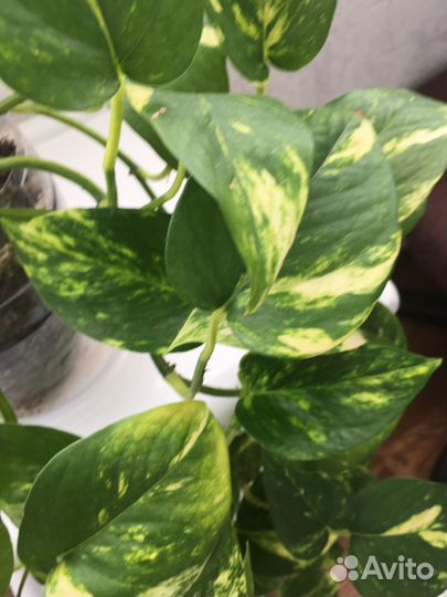 Эпипремнум ауреум золотистый