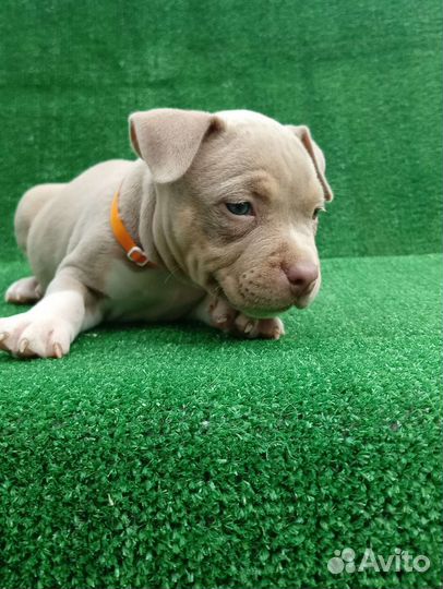 Мальчики булли