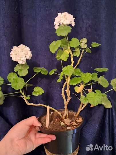 Цветы домашние в горшках